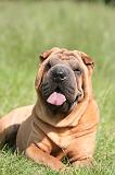 SHAR-PEI 941